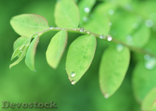 Devostock Green Leaf With Water
