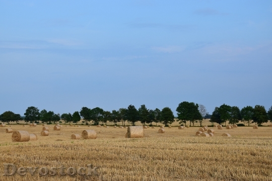 Devostock Harvest Landscape Agriculture Straw