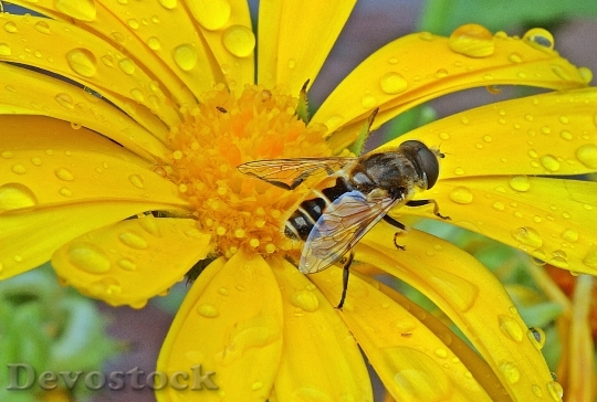 Devostock Hoverfly Dung Fly Insect 0