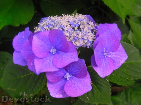 Devostock Hydrangea Ota Kisan Flowers