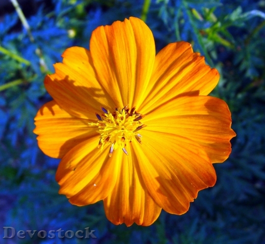 Devostock Indian Flower