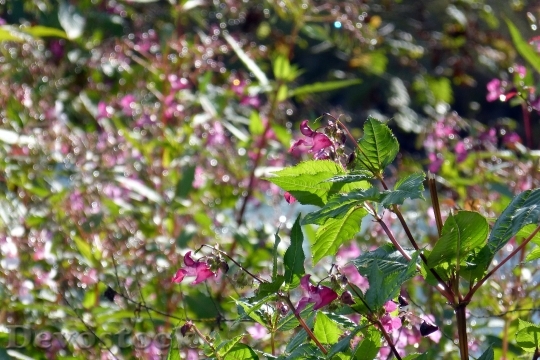 Devostock Indian Springkraut Blossom Bloom 0