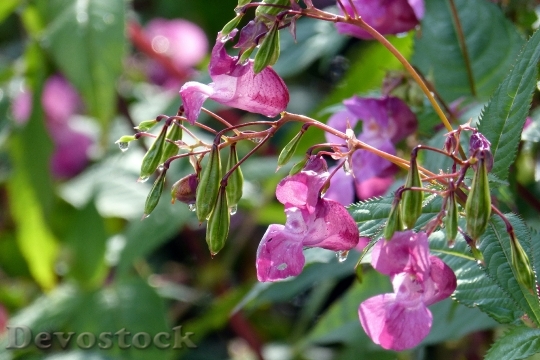 Devostock Indian Springkraut Blossom Bloom