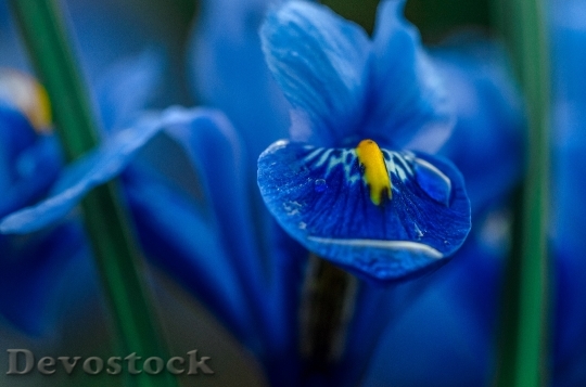 Devostock Iris Blue Macro Flower
