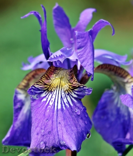 Devostock Iris Flower Blossom Bloom 15
