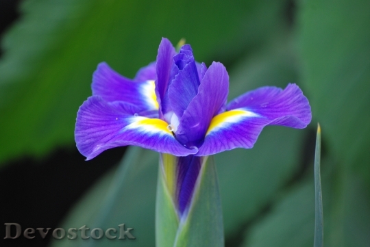 Devostock Iris Flower Purple Garden 0