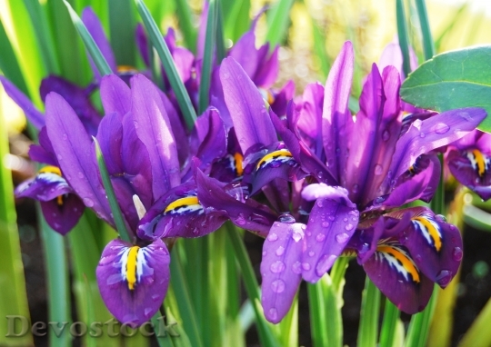 Devostock Iris Raindrop Flower Blossom