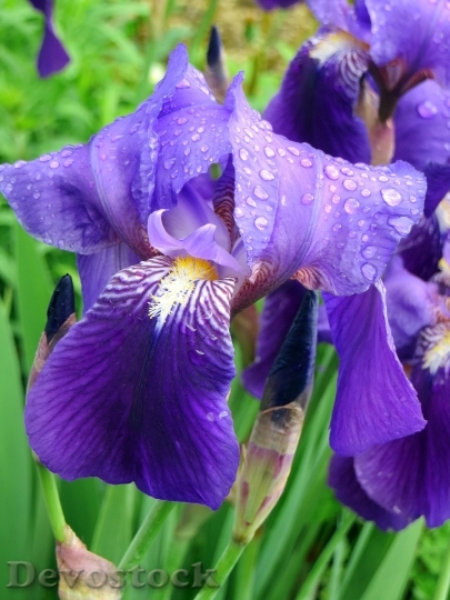 Devostock Iris Violet Purple Flower 0