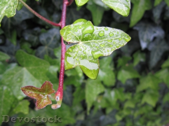 Devostock Ivy Rain Drop Water