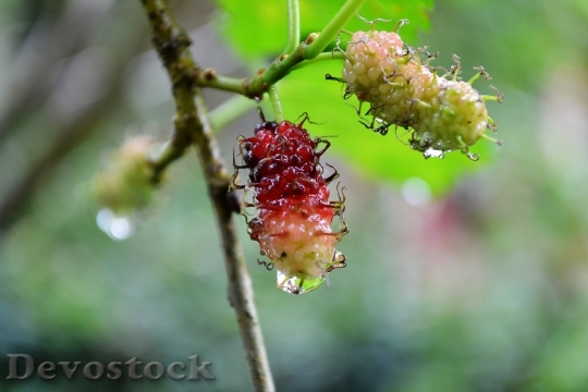 Devostock Kamblimas Berries Berry Nature 0