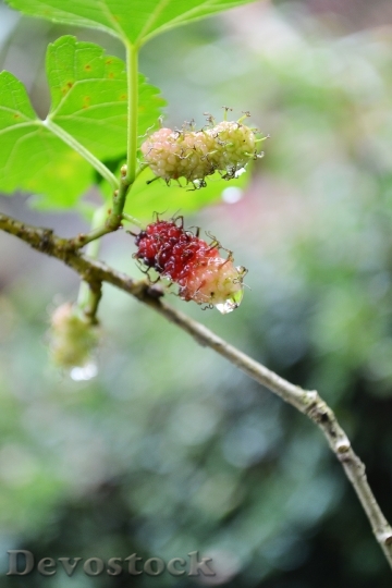 Devostock Kamblimas Berries Berry Nature