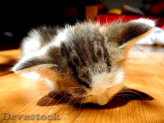 Devostock Kitten Dormant Sleep Cat