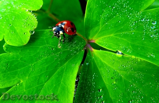 Devostock Ladybug Insect Nature Animals