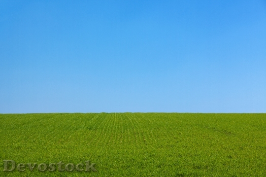 Devostock Landscape Field Grass 545
