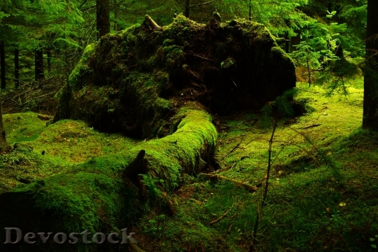 Devostock Landscape Nature Forest 413