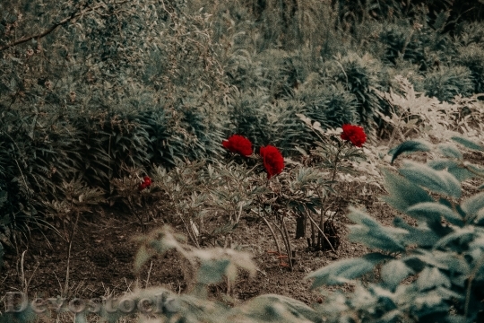Devostock Landscape Red Flowers 9409