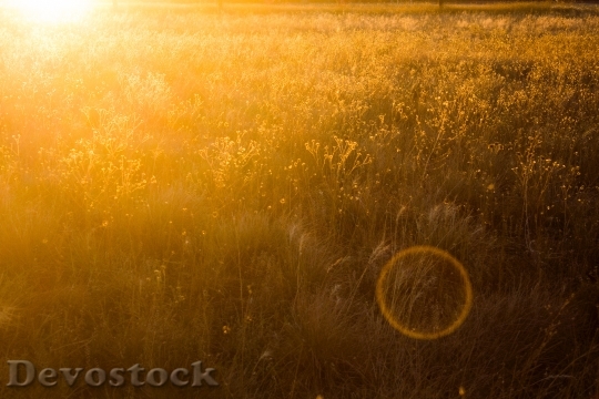 Devostock Landscape Sunset Field 6832