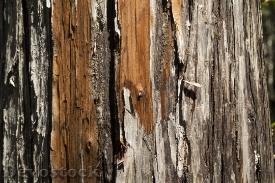 Devostock Larch Wood Texture Forest