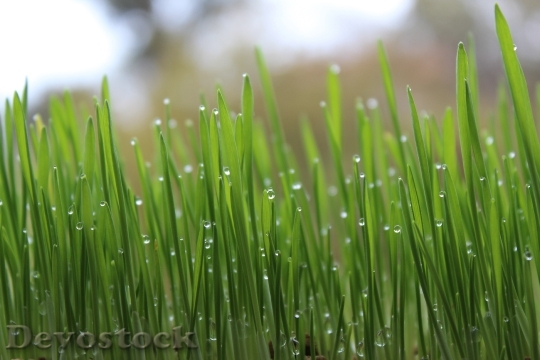 Devostock Lawn Green Grass Drops
