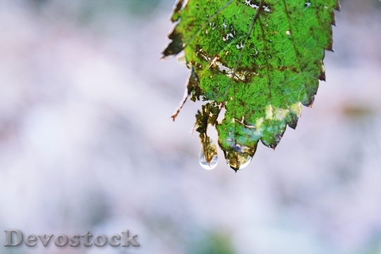 Devostock Leaf Drip Drop Water 1