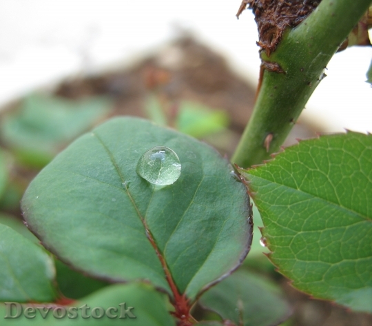 Devostock Leaf Drop Green Nature