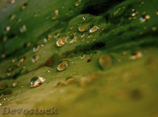 Devostock Leaf Drop Water Water 0