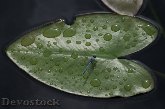 Devostock Leaf Floating Drop Water