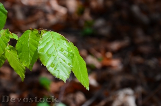 Devostock Leaf Forest Drop Water