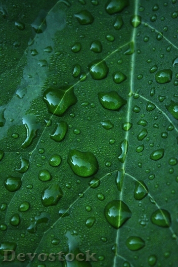 Devostock Leaf Green Drop Water 2