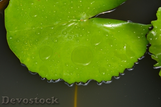 Devostock Leaf Lily Leaf Green