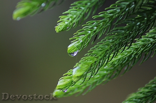 Devostock Leaf Rain Nature Drops