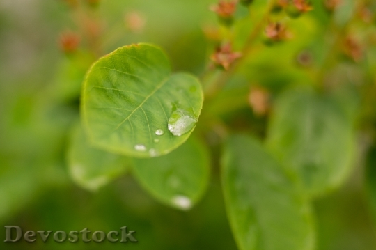Devostock Leaf Rain Raindrops Drop