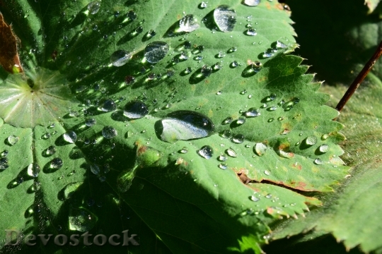 Devostock Leaf Raindrop Nature Green