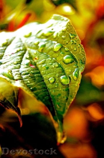 Devostock Leaf Water Drop Water