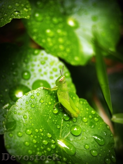 Devostock Leaf Water Green Drop 0