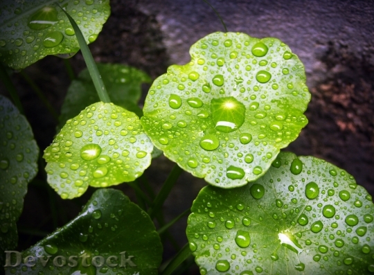 Devostock Leaf Water Green Drop 5