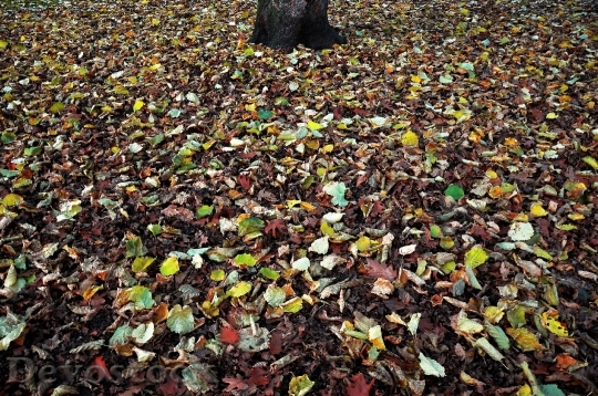 Devostock Leaves Autumn Fall Nature 3