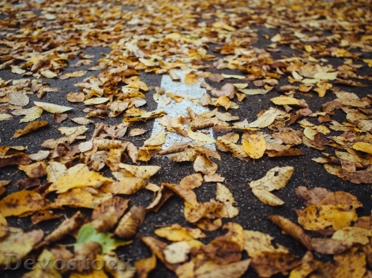 Devostock Leaves Autumn Fall Pavement