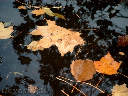 Devostock Leaves Autumn Landscape Nature