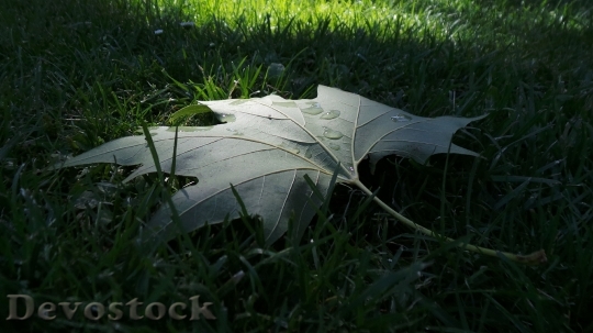Devostock Leaves Autumn Lawn 489693