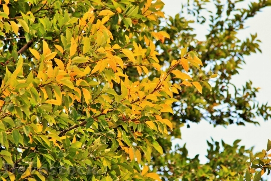 Devostock Leaves Autumn Leaf Tree