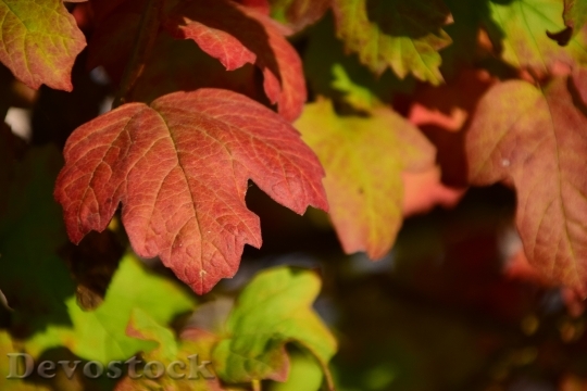 Devostock Leaves Autumn Leaves In 2