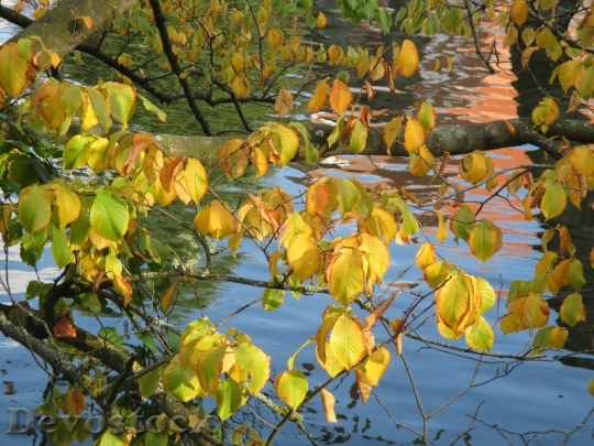 Devostock Leaves Autumn Mood Autumn 1