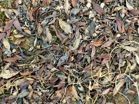 Devostock Leaves Autumn Nature Dried