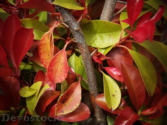 Devostock Leaves Autumn Nature Trees