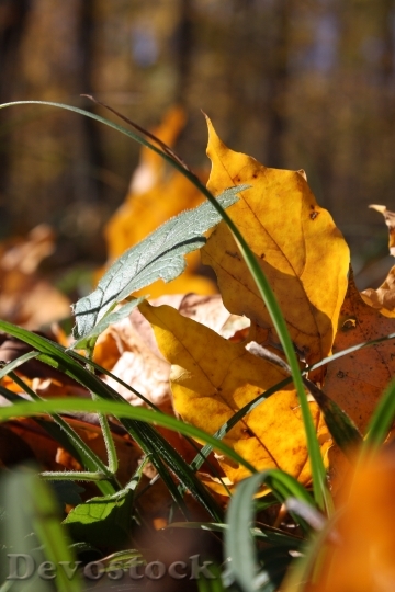 Devostock Leaves Autumn Nature Yellow