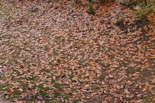 Devostock Leaves Autumn October Time