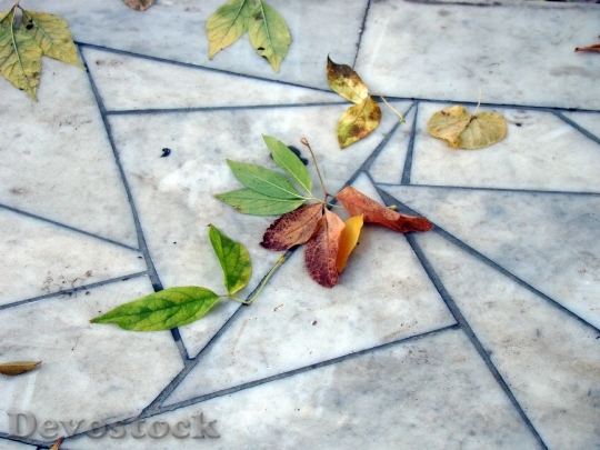Devostock Leaves Autumn Pavement Marble