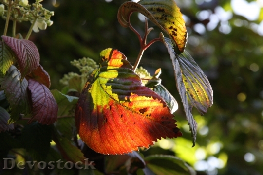 Devostock Leaves Autumn Plant Botany