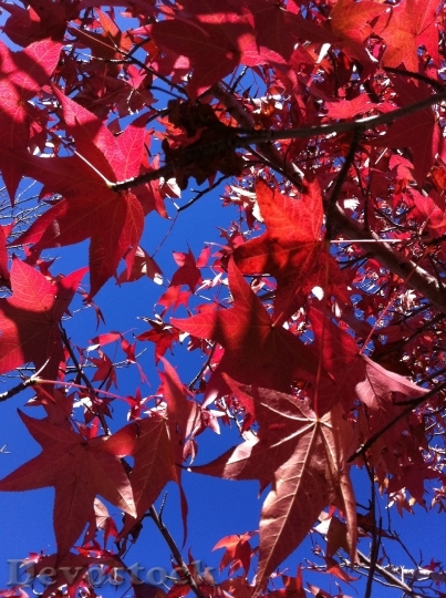 Devostock Leaves Autumn Red Australia